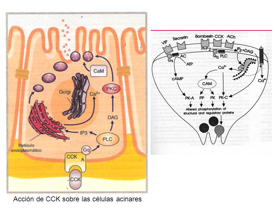 Acción de CCK sobre las células acinares