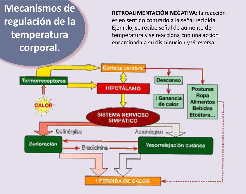Mecanismos de regulación de la temperatura corporal.