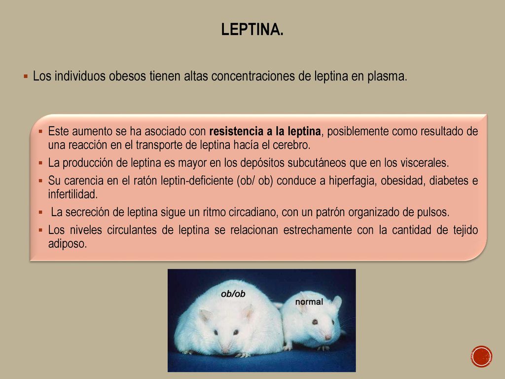 Leptina. Los individuos obesos tienen altas concentraciones de leptina en plasma.