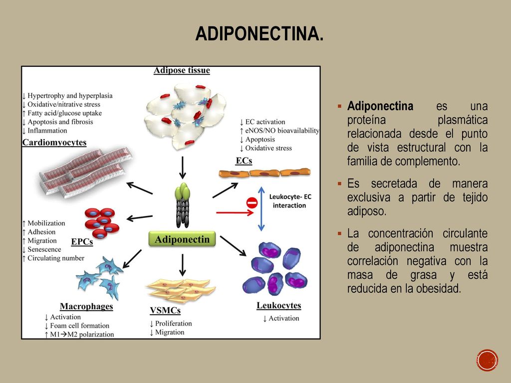 Adiponectina. Adiponectina es una proteína plasmática relacionada desde el punto de vista estructural con la familia de complemento.