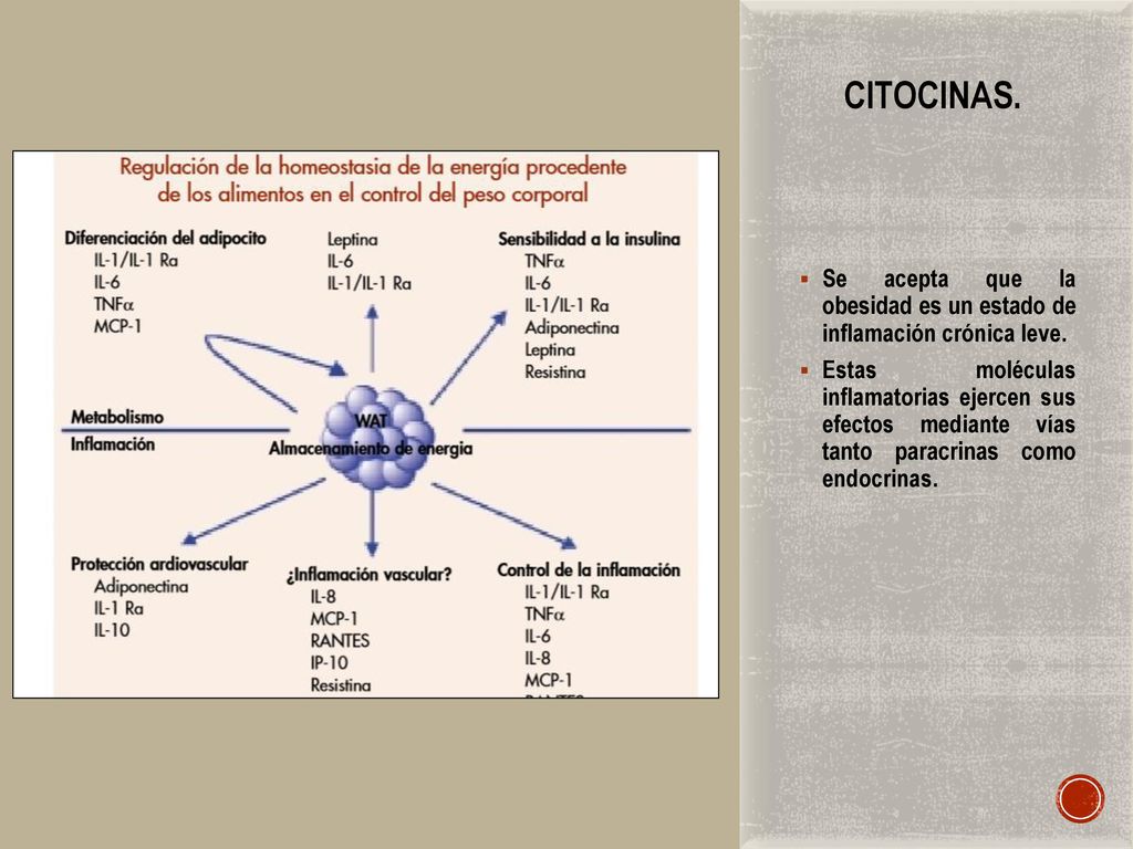 Citocinas. Se acepta que la obesidad es un estado de inflamación crónica leve.