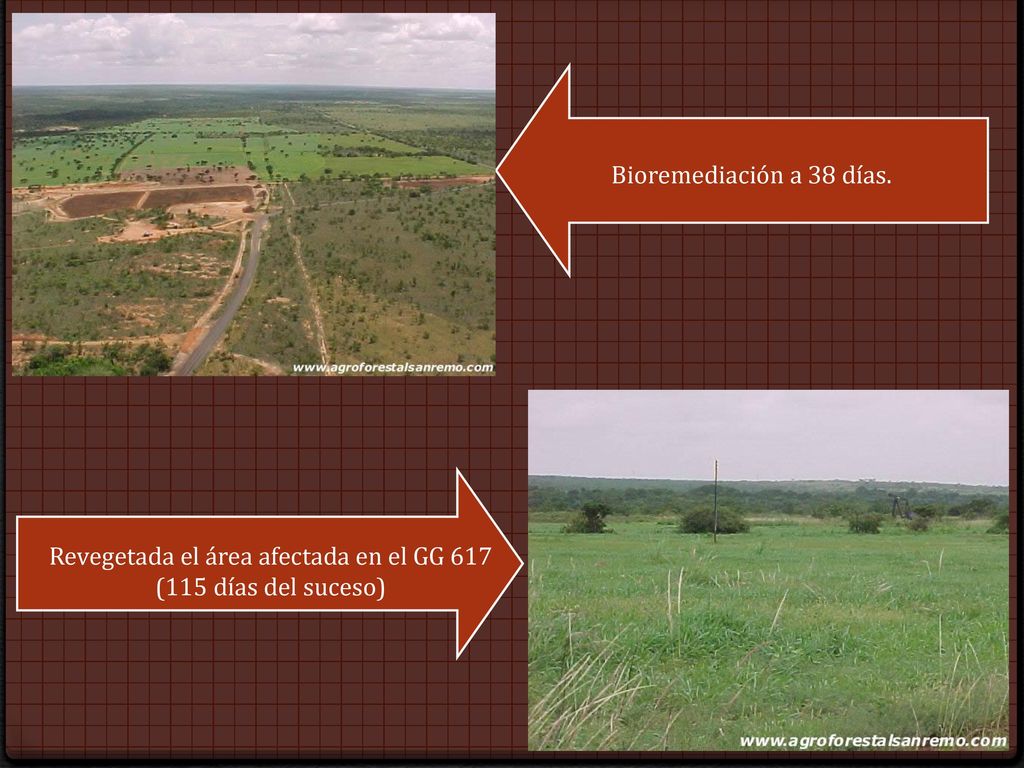 Revegetada el área afectada en el GG 617 (115 días del suceso)