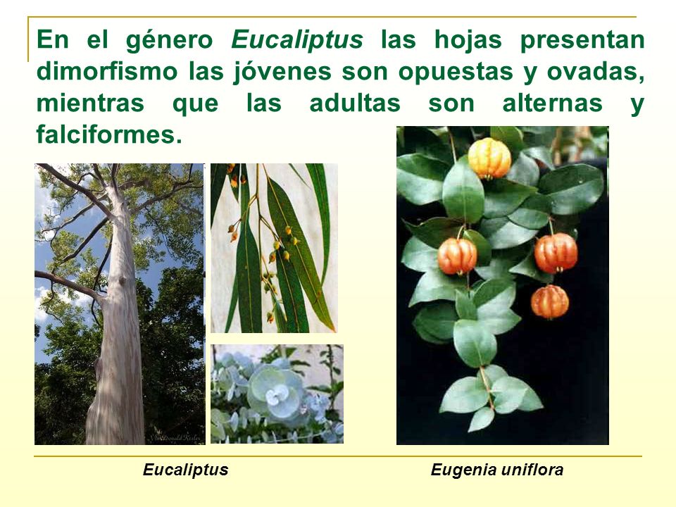 En el género Eucaliptus las hojas presentan dimorfismo las jóvenes son opuestas y ovadas, mientras que las adultas son alternas y falciformes.