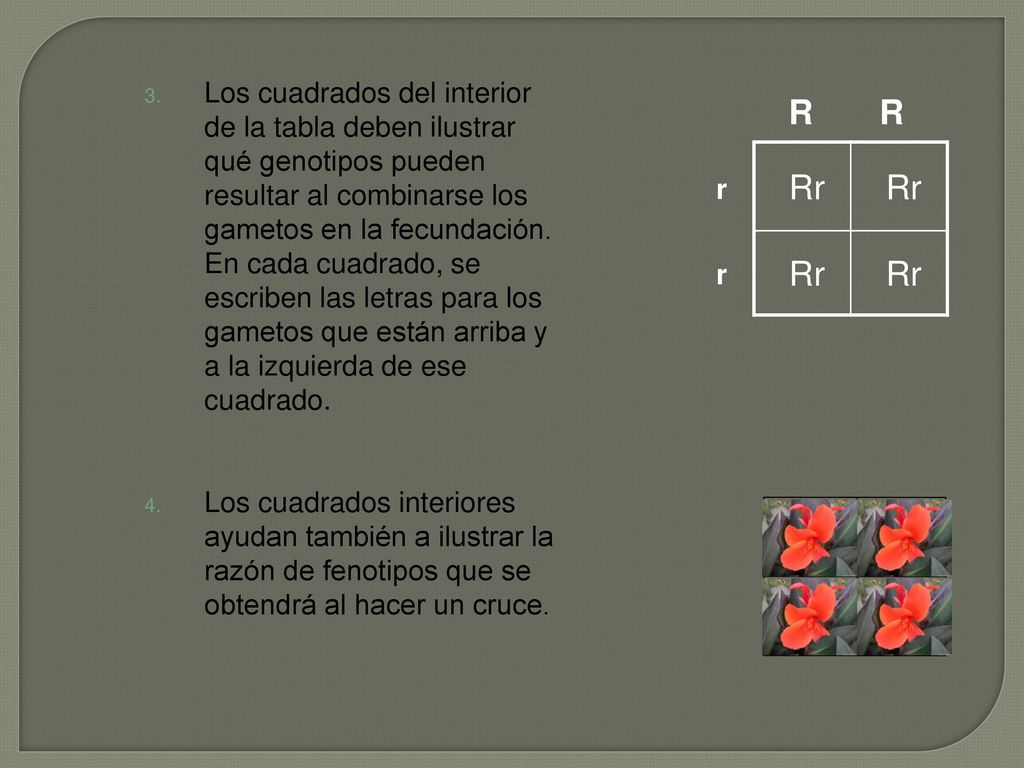 Los cuadrados del interior de la tabla deben ilustrar qué genotipos pueden resultar al combinarse los gametos en la fecundación. En cada cuadrado, se escriben las letras para los gametos que están arriba y a la izquierda de ese cuadrado.