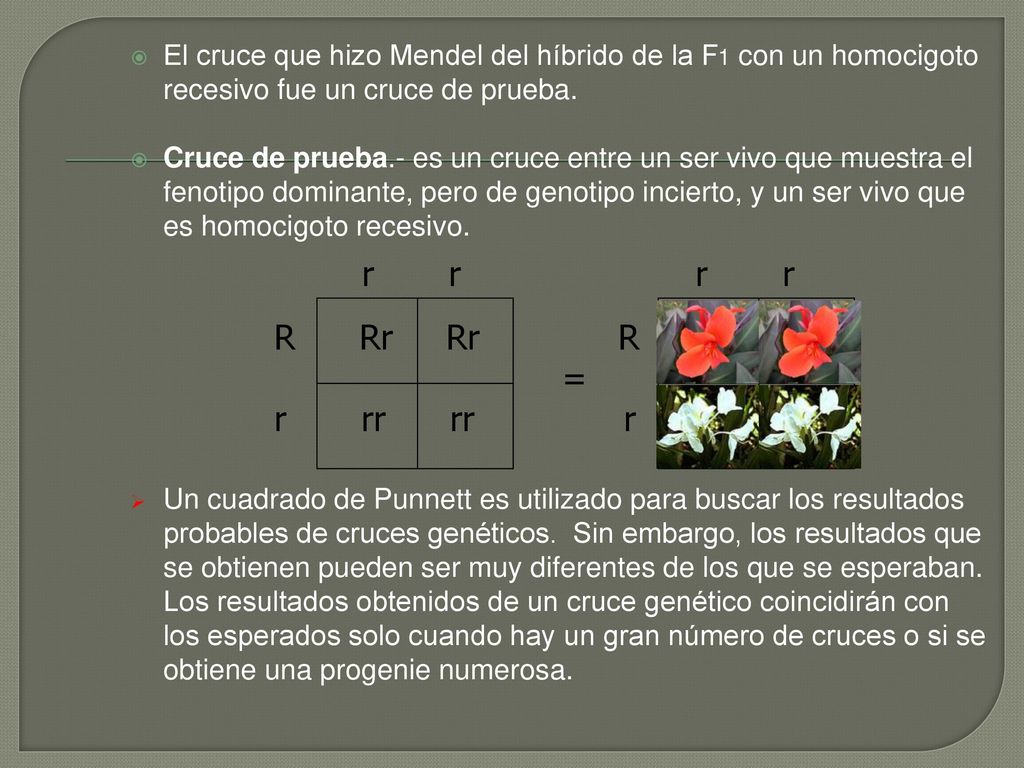 El cruce que hizo Mendel del híbrido de la F1 con un homocigoto recesivo fue un cruce de prueba.
