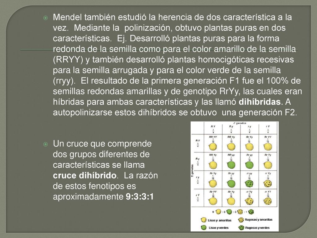 Mendel también estudió la herencia de dos característica a la vez