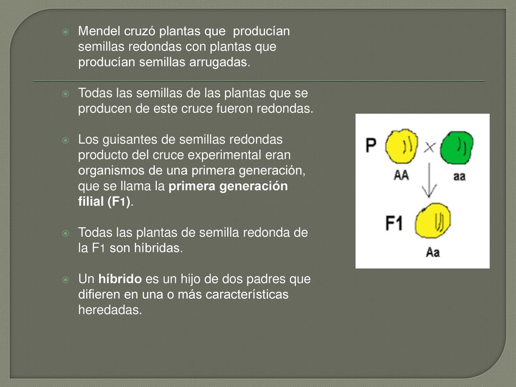 Mendel cruzó plantas que producían semillas redondas con plantas que producían semillas arrugadas.