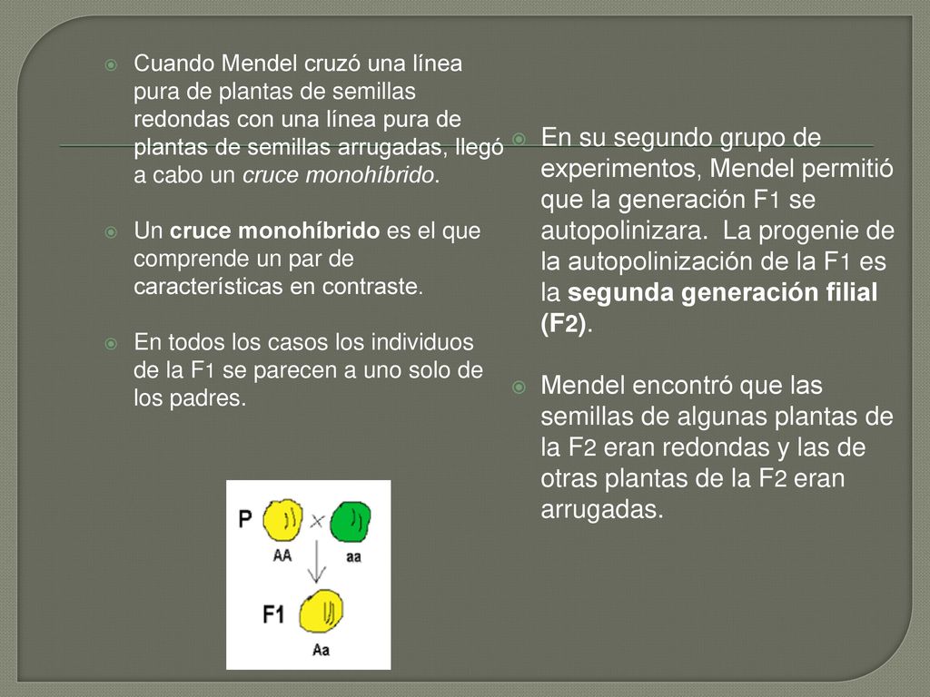 Cuando Mendel cruzó una línea pura de plantas de semillas redondas con una línea pura de plantas de semillas arrugadas, llegó a cabo un cruce monohíbrido.