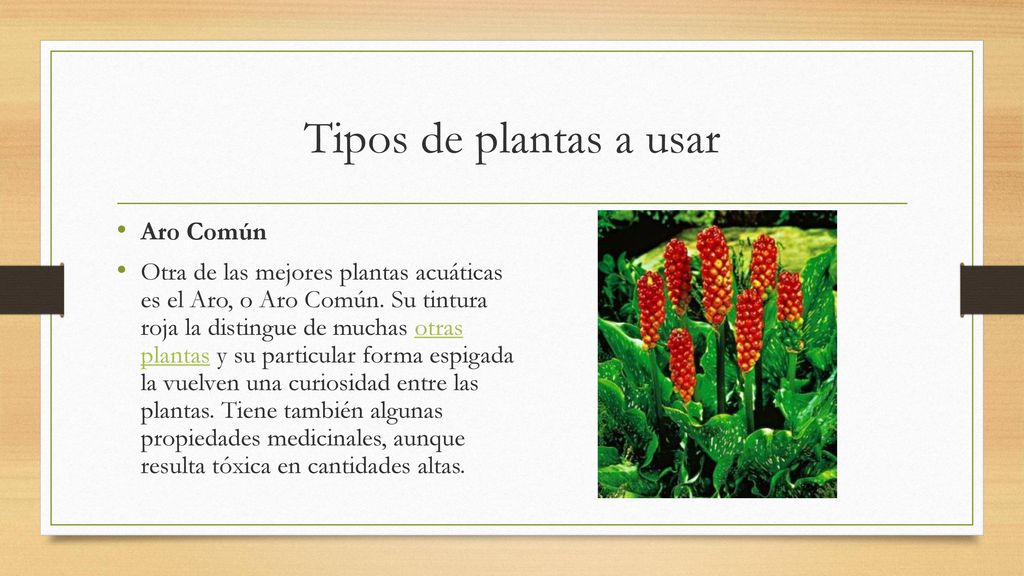 Tipos de plantas a usar Aro Común