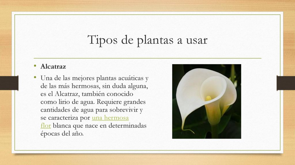 Tipos de plantas a usar Alcatraz