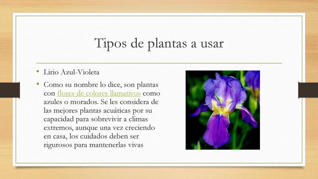 Tipos de plantas a usar Lirio Azul-Violeta