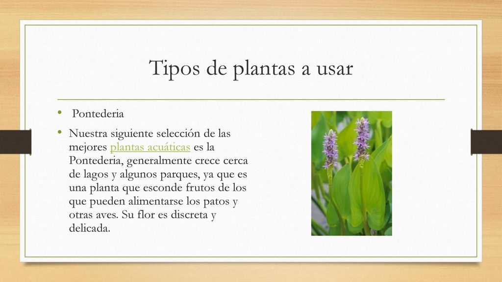 Tipos de plantas a usar Pontederia