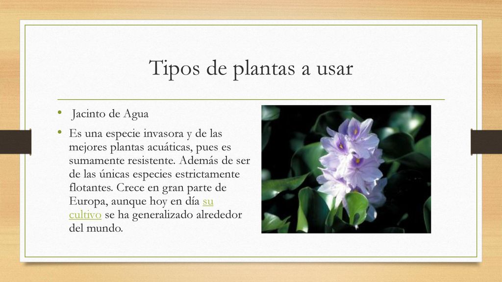 Tipos de plantas a usar Jacinto de Agua