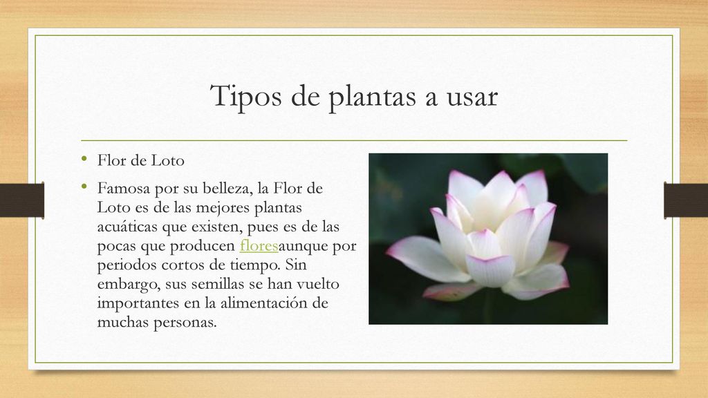 Tipos de plantas a usar Flor de Loto