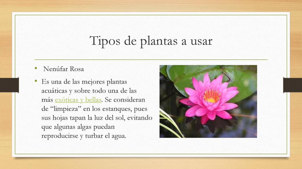 Tipos de plantas a usar Nenúfar Rosa