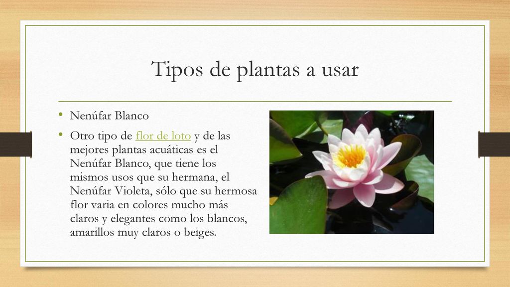 Tipos de plantas a usar Nenúfar Blanco