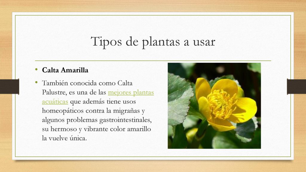 Tipos de plantas a usar Calta Amarilla