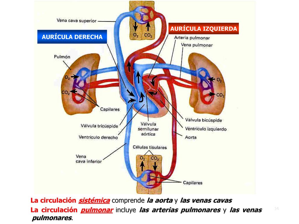 La circulación sistémica comprende la aorta y las venas cavas