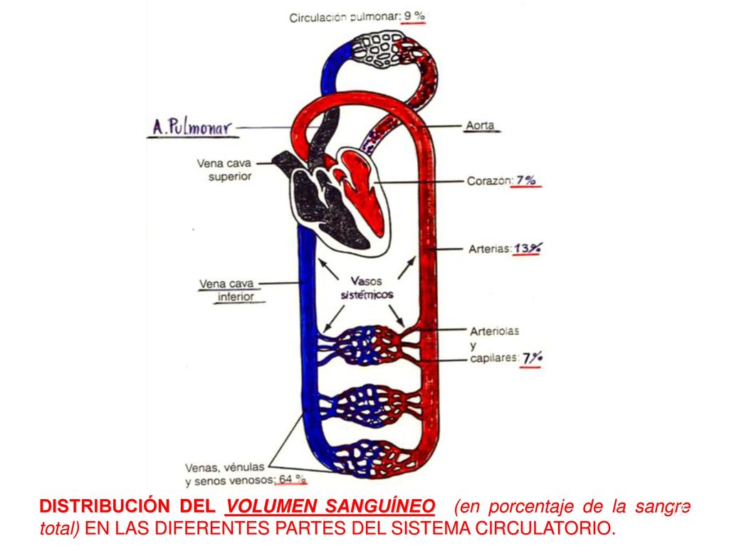 DISTRIBUCIÓN DEL VOLUMEN SANGUÍNEO (en porcentaje de la sangre total) EN LAS DIFERENTES PARTES DEL SISTEMA CIRCULATORIO.