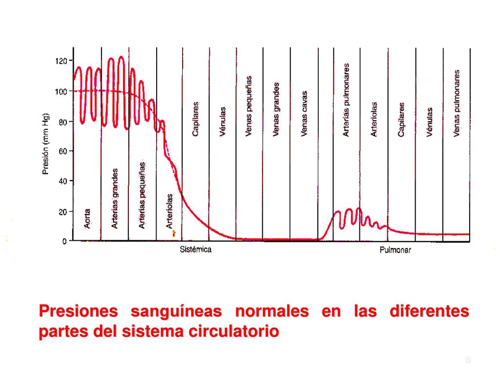 Presiones sanguíneas normales en las diferentes partes del sistema circulatorio