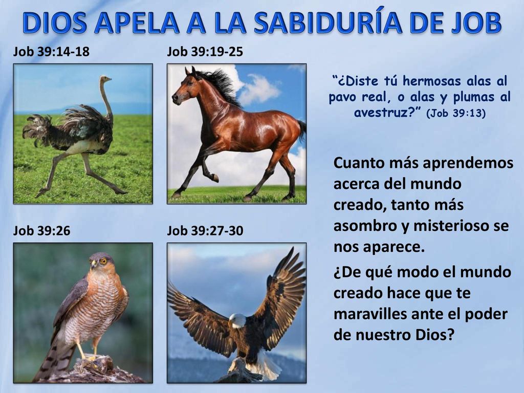 ¿Diste tú hermosas alas al pavo real, o alas y plumas al avestruz