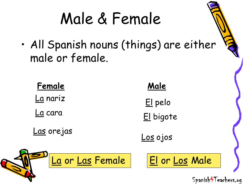 Male & Female All Spanish nouns (things) are either male or female.