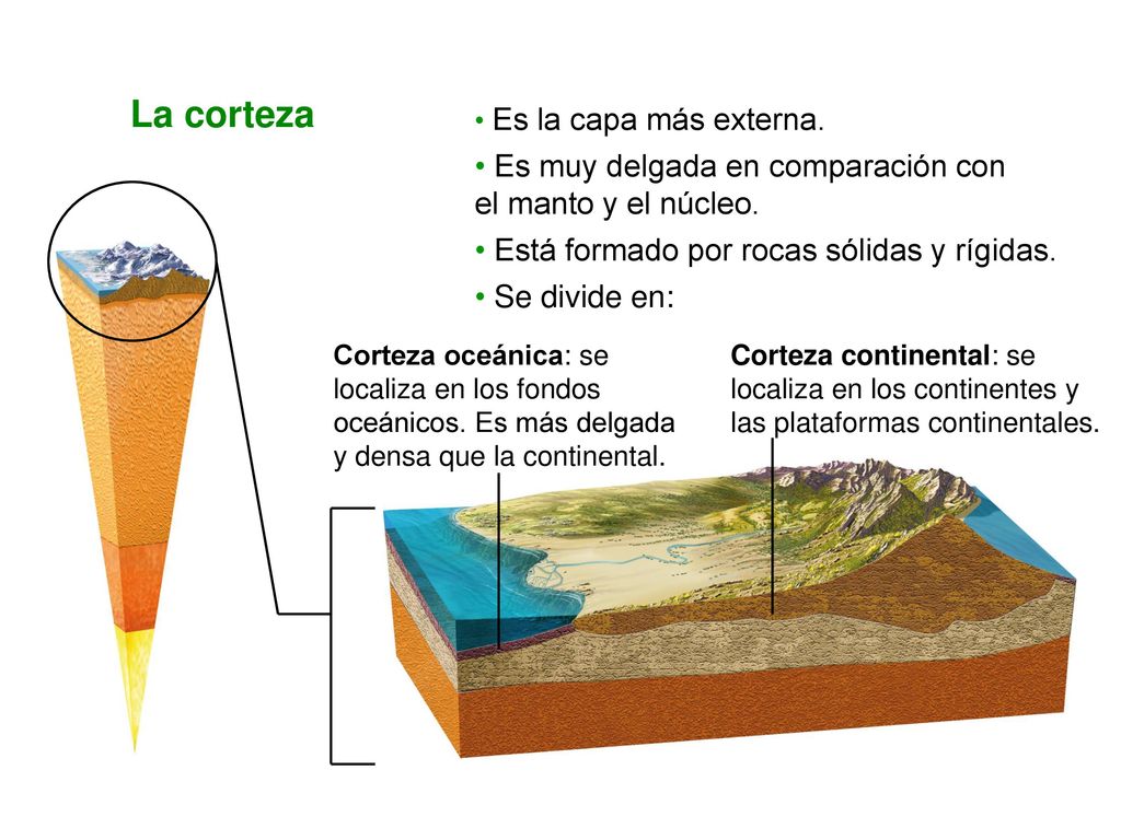 La corteza Es muy delgada en comparación con el manto y el núcleo.