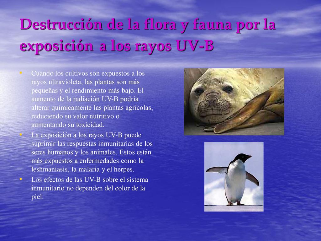 Destrucción de la flora y fauna por la exposición a los rayos UV-B