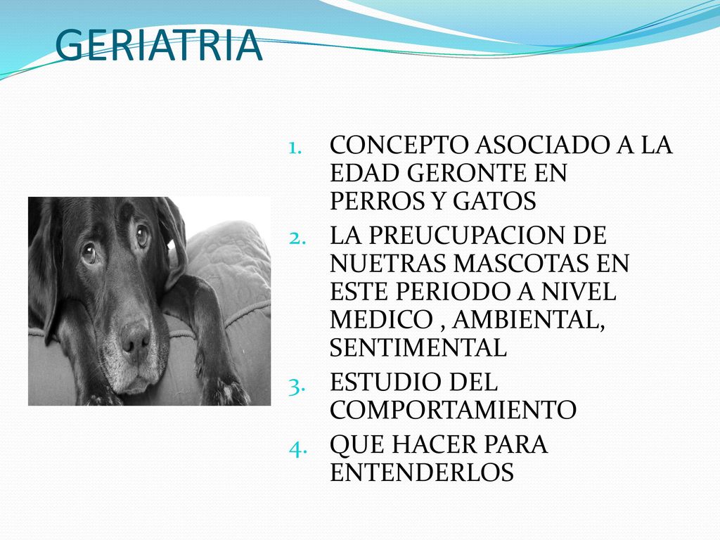 GERIATRIA CONCEPTO ASOCIADO A LA EDAD GERONTE EN PERROS Y GATOS