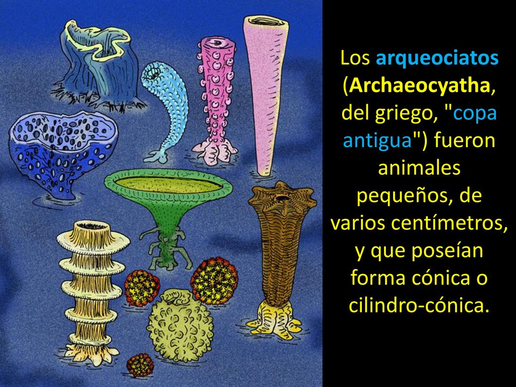 Los arqueociatos (Archaeocyatha, del griego, copa antigua ) fueron animales pequeños, de varios centímetros, y que poseían forma cónica o cilindro-cónica.