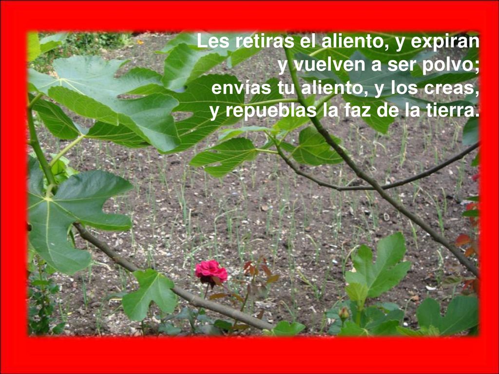 Les retiras el aliento, y expiran y vuelven a ser polvo; envías tu aliento, y los creas, y repueblas la faz de la tierra.