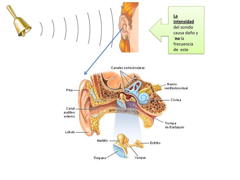 La intensidad del sonido causa daño y ´no la frecuencia de este