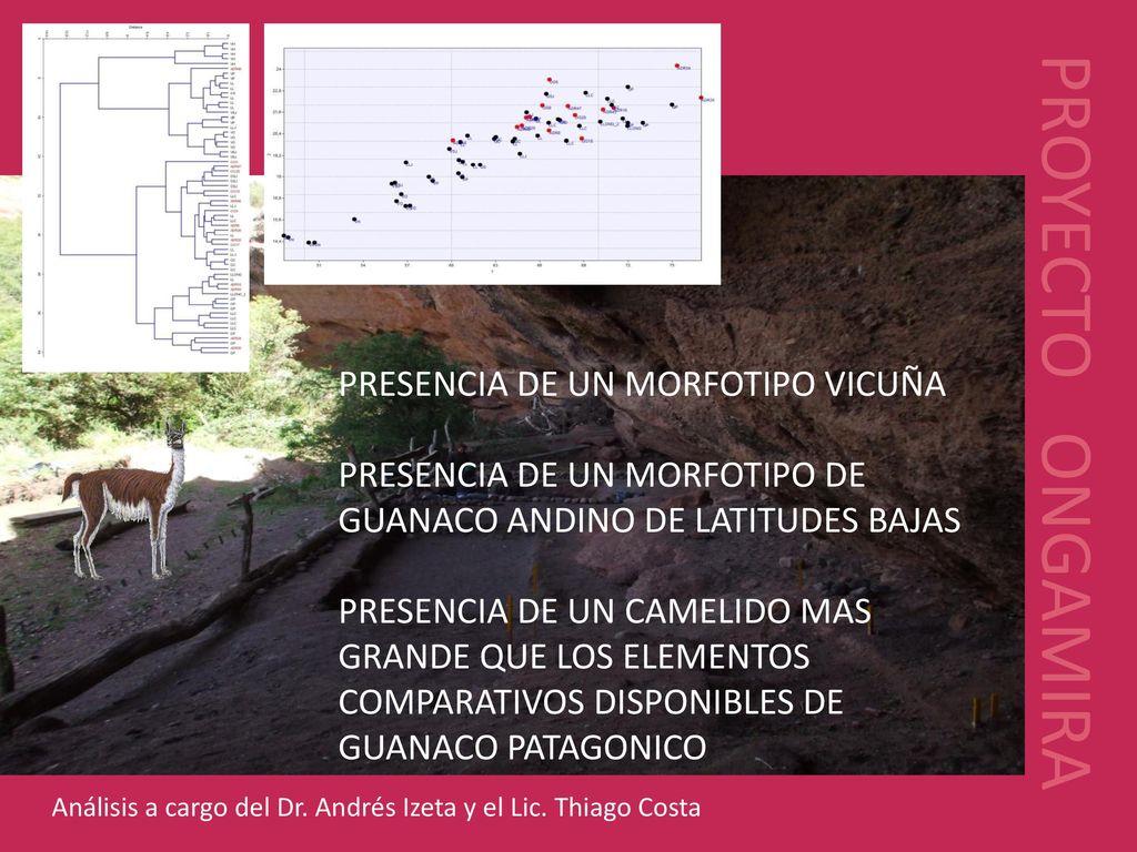 PROYECTO ONGAMIRA PRESENCIA DE UN MORFOTIPO VICUÑA