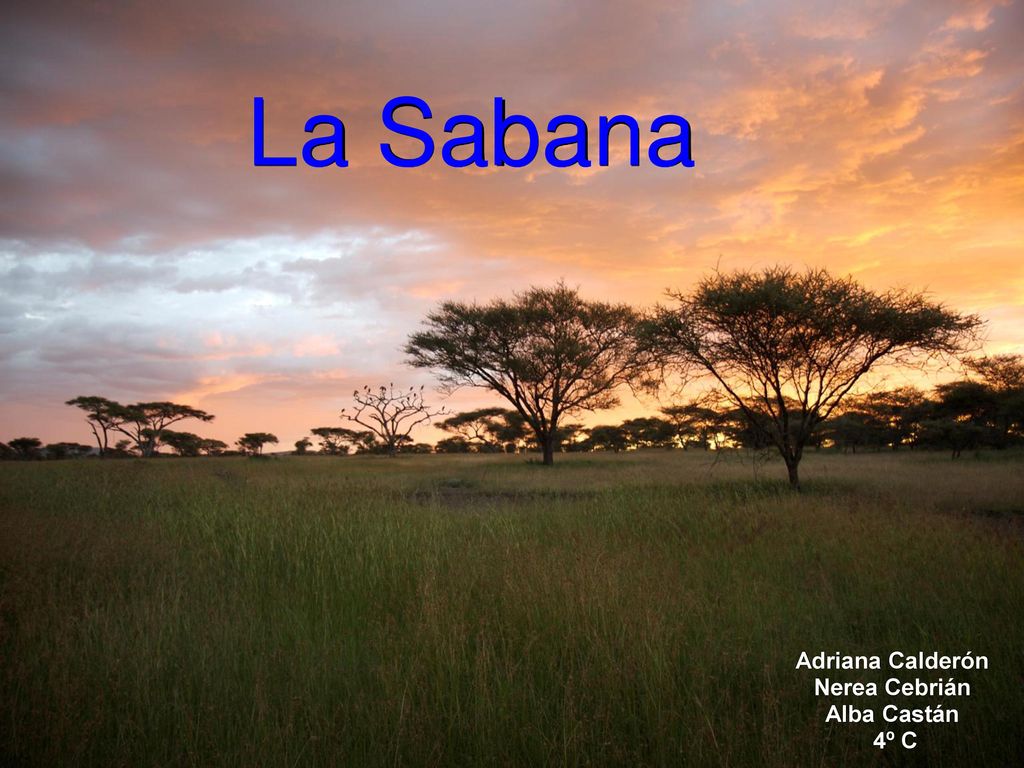 La Sabana Adriana Calderón Nerea Cebrián Alba Castán 4º C