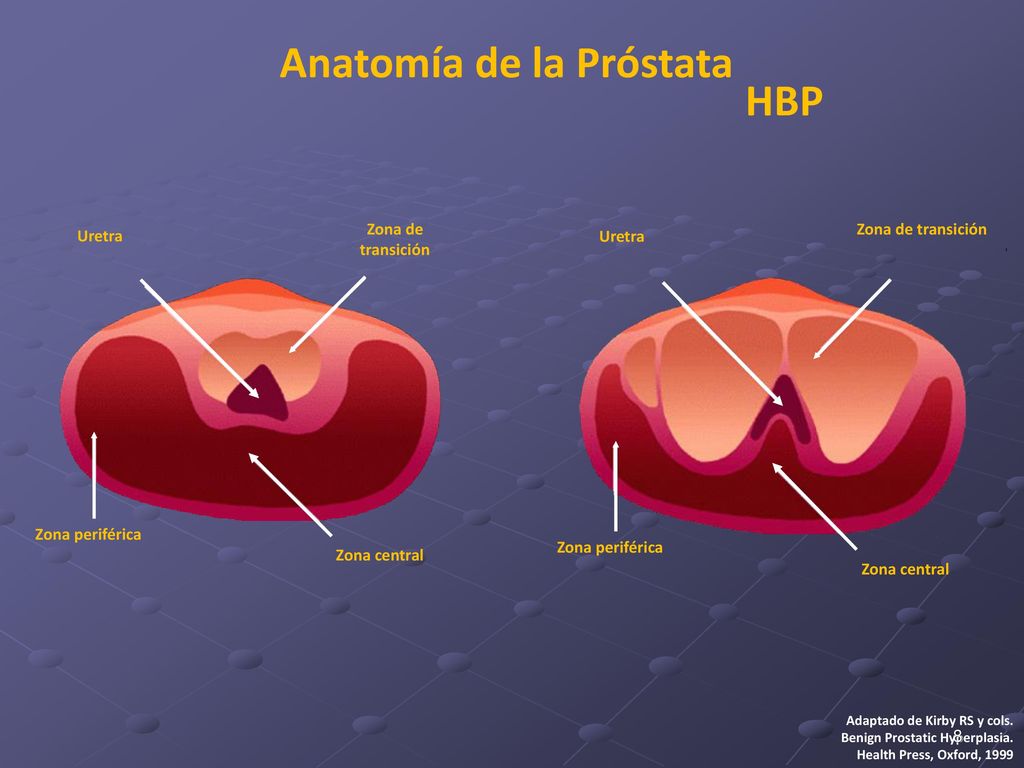 anatomia da prostata zonas