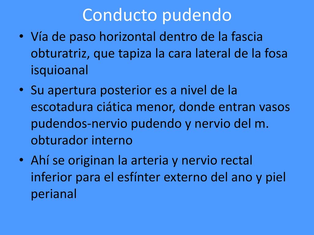 Conducto pudendo Vía de paso horizontal dentro de la fascia obturatriz, que tapiza la cara lateral de la fosa isquioanal.