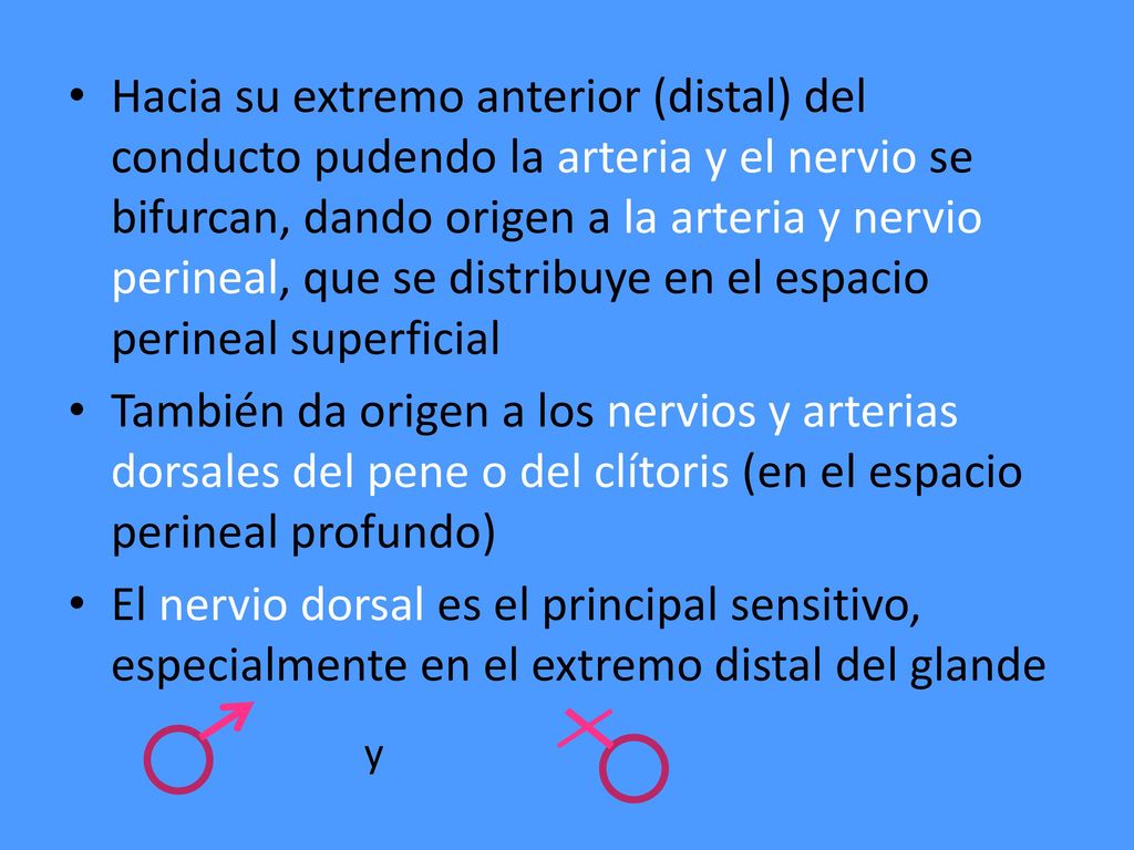 Hacia su extremo anterior (distal) del conducto pudendo la arteria y el nervio se bifurcan, dando origen a la arteria y nervio perineal, que se distribuye en el espacio perineal superficial