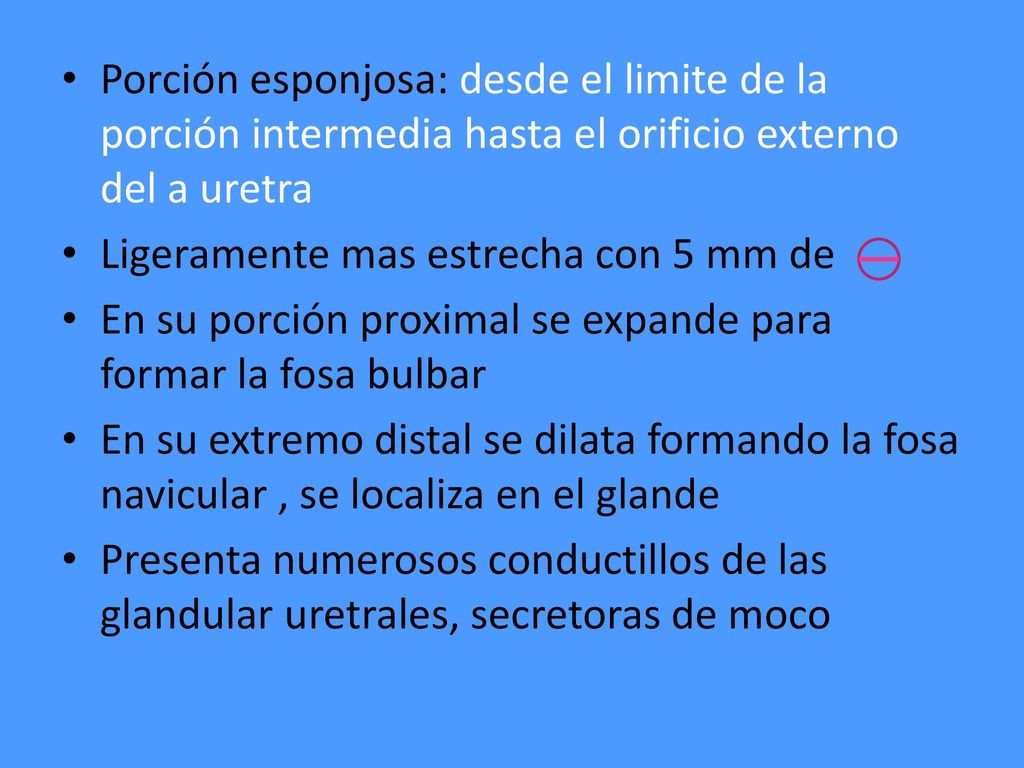 Porción esponjosa: desde el limite de la porción intermedia hasta el orificio externo del a uretra