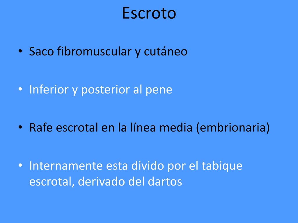 Escroto Saco fibromuscular y cutáneo Inferior y posterior al pene