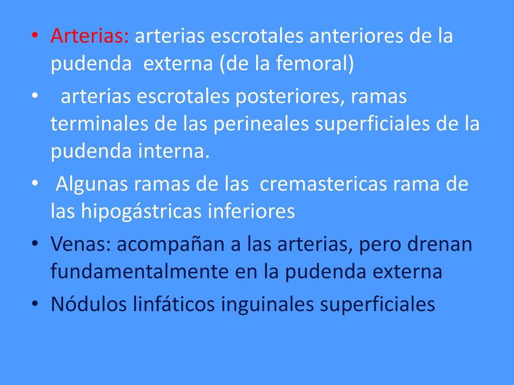 Arterias: arterias escrotales anteriores de la pudenda externa (de la femoral)