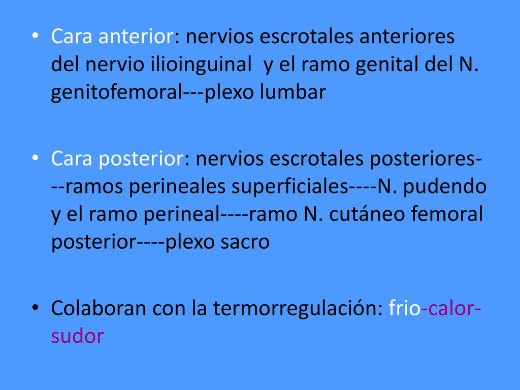 Cara anterior: nervios escrotales anteriores del nervio ilioinguinal y el ramo genital del N. genitofemoral---plexo lumbar