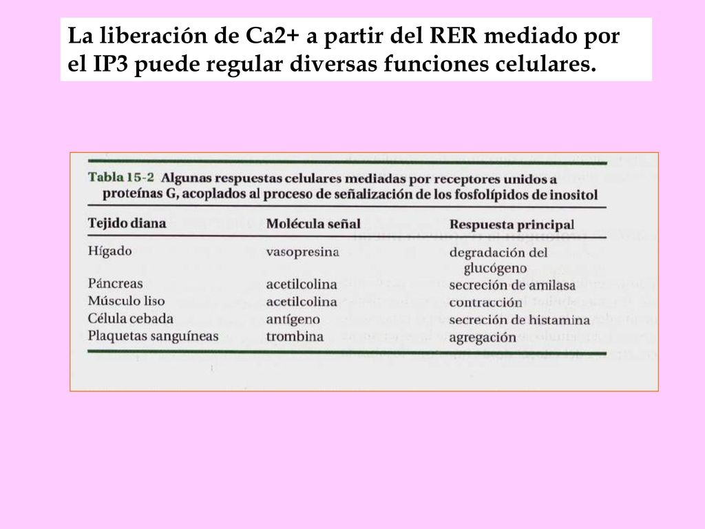 La liberación de Ca2+ a partir del RER mediado por el IP3 puede regular diversas funciones celulares.