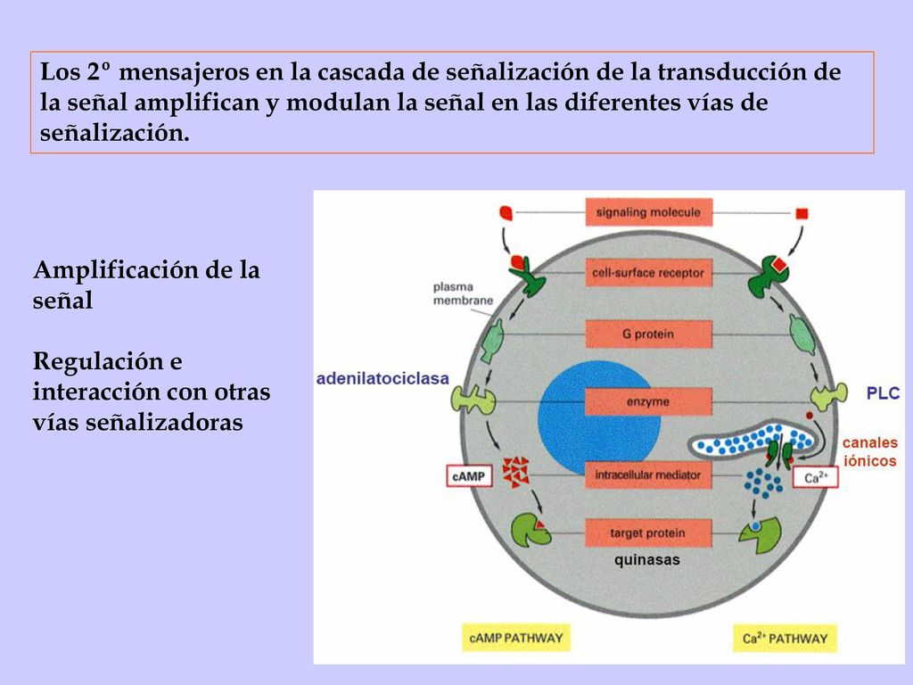 Los 2º mensajeros en la cascada de señalización de la transducción de la señal amplifican y modulan la señal en las diferentes vías de señalización.