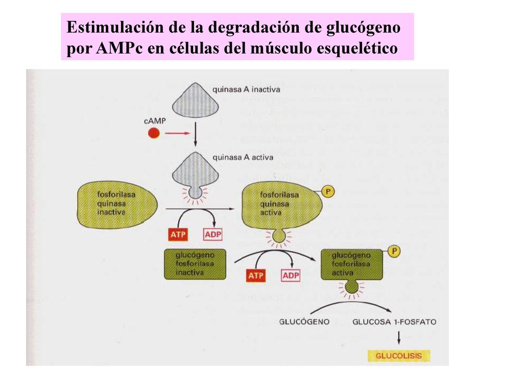 Estimulación de la degradación de glucógeno por AMPc en células del músculo esquelético