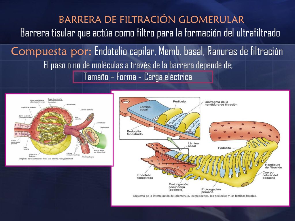 Compuesta por: Endotelio capilar, Memb. basal, Ranuras de filtración