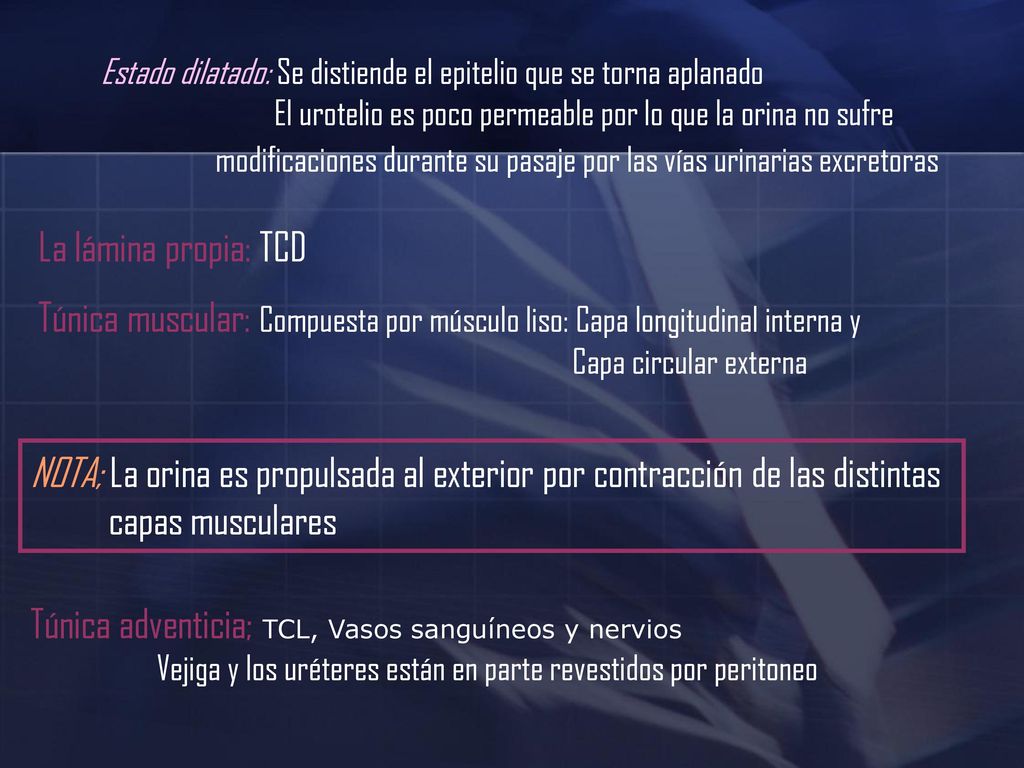 Vejiga y los uréteres están en parte revestidos por peritoneo