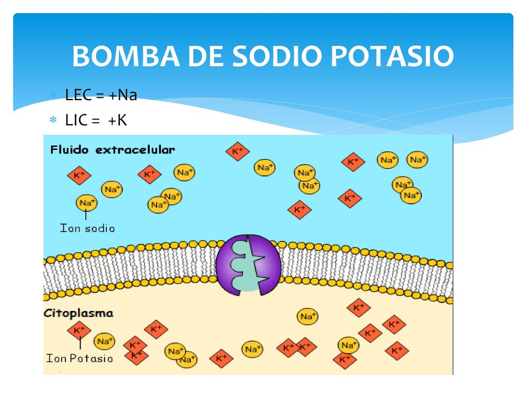 BOMBA DE SODIO POTASIO LEC = +Na LIC = +K