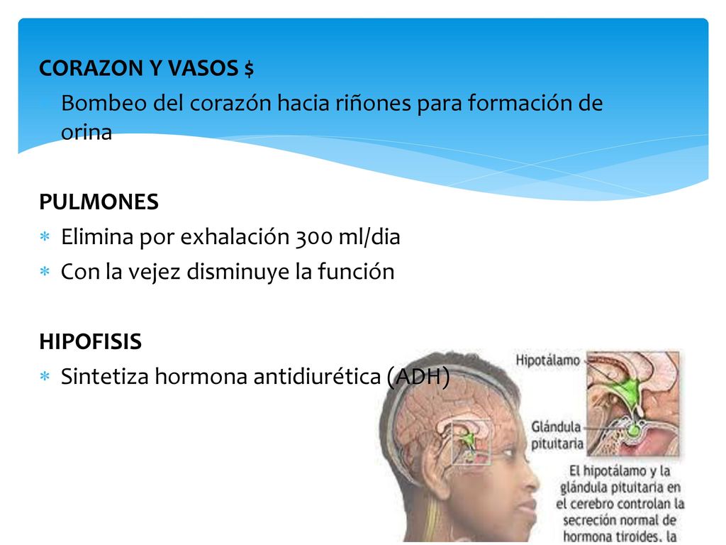 CORAZON Y VASOS $ Bombeo del corazón hacia riñones para formación de orina. PULMONES. Elimina por exhalación 300 ml/dia.