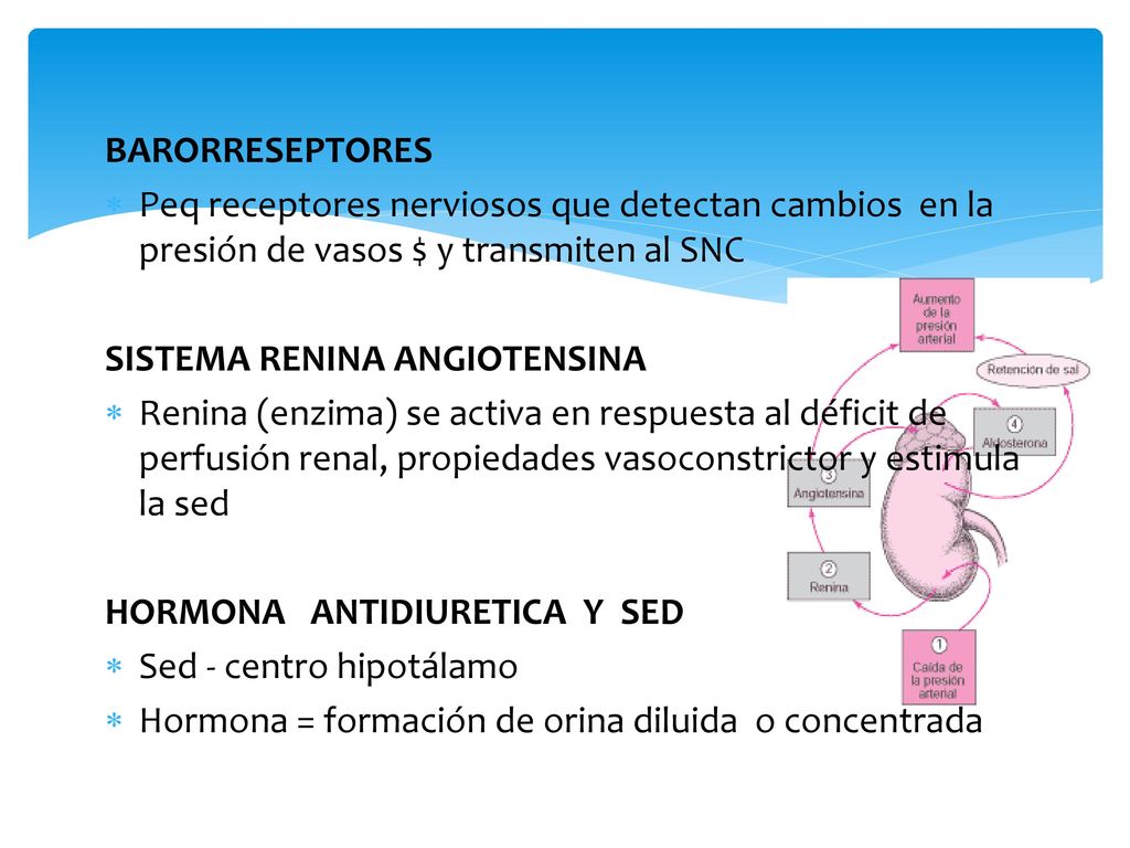 BARORRESEPTORES Peq receptores nerviosos que detectan cambios en la presión de vasos $ y transmiten al SNC.