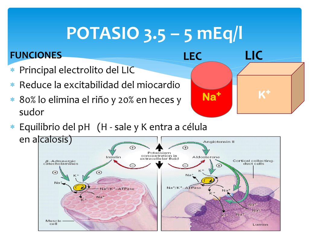POTASIO 3.5 – 5 mEq/l LIC LEC FUNCIONES Principal electrolito del LIC